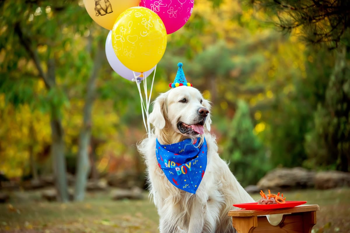 A happy Golden Retriever poses in his birthday gear with colorful balloons.
