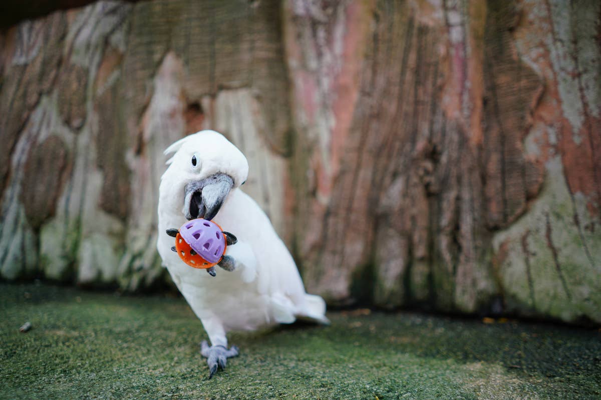 Cockatoo s Epic Balancing Act Could Be A Circus Audition Parade Pets Cockatoo s Epic Balancing Act Could Be A Circus Audition Parade Pets