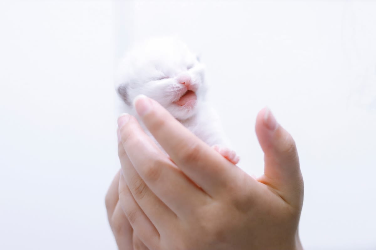 Tiny Ragdoll Kitten Wakes From Nap With Adorable 'Angry' Protest ...