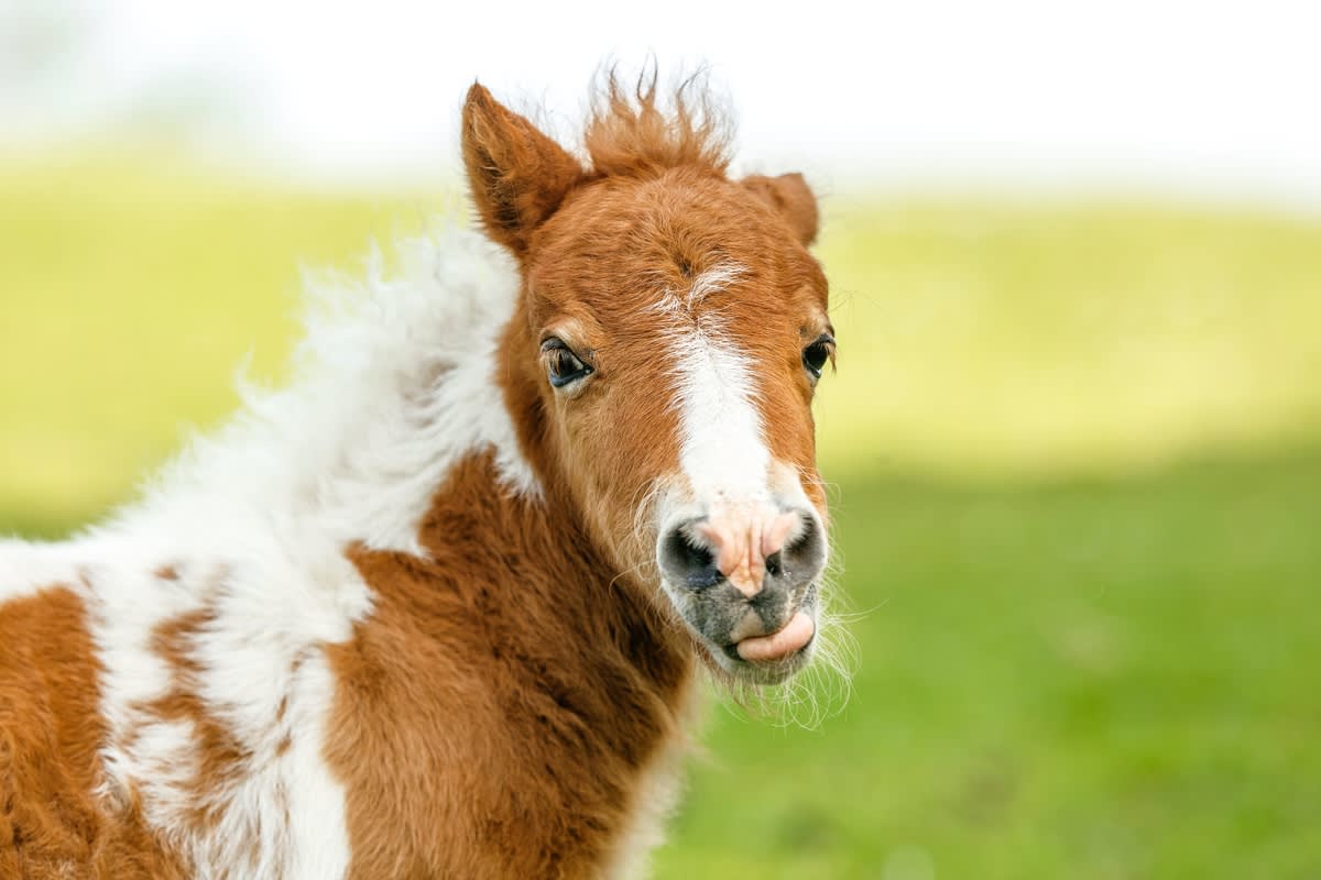 Miniature Horse Who 'Loves To Party' Performs Cutest Routine - Parade Pets, image size:1200x800