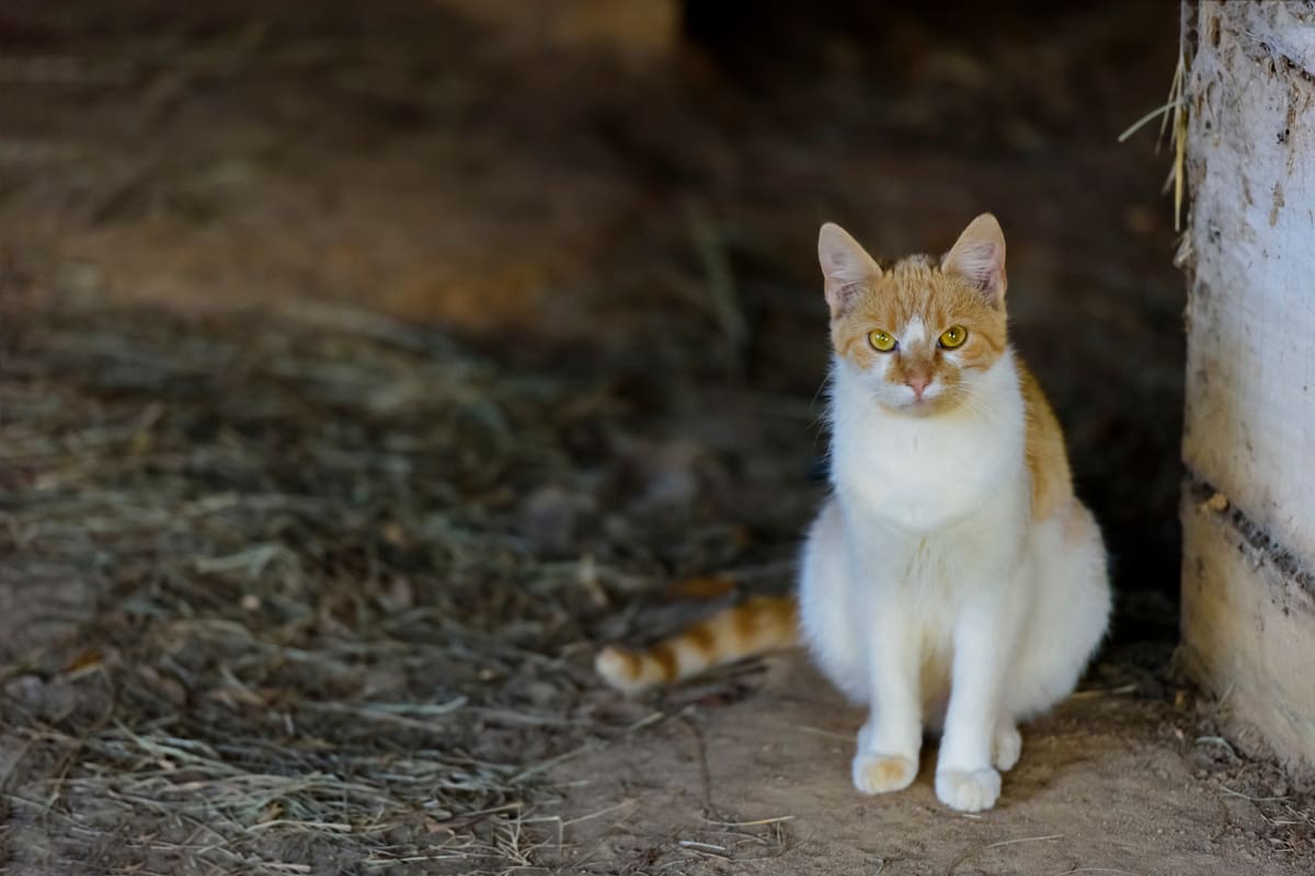 An orange Tabby Cat poses in a barn.
