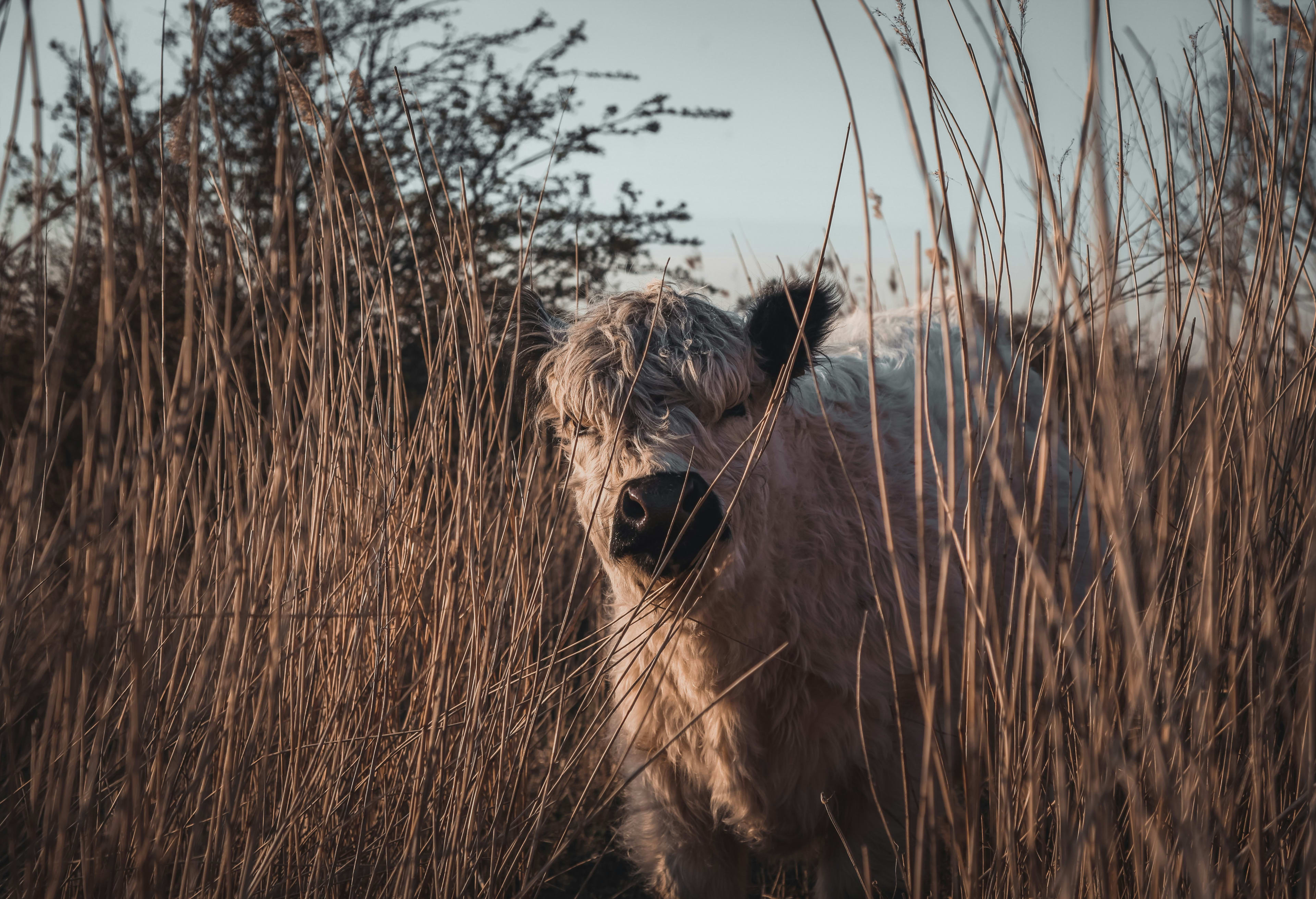 A fluffy mini cow hides behind tall grass while looking into the camera.