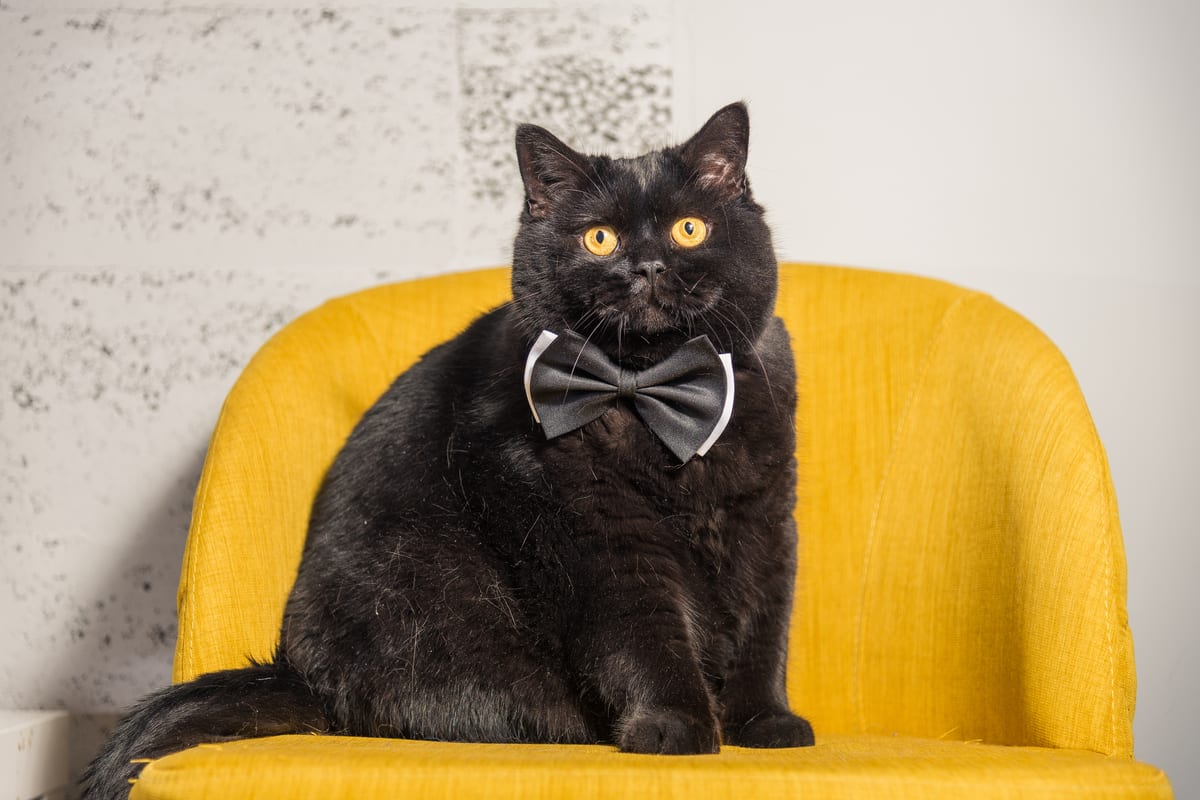 black cat with bow tie