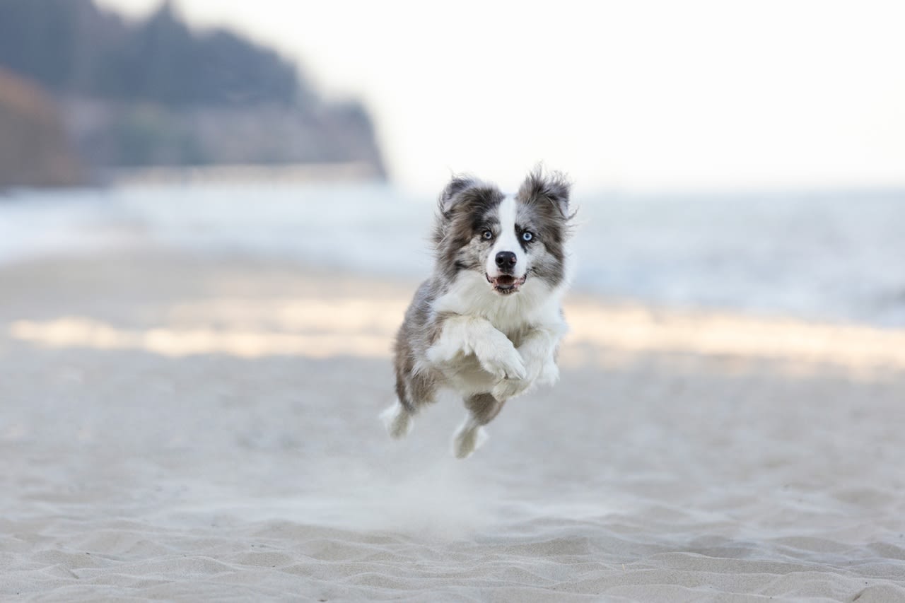 7 Top High-Energy Dog Breeds for Active Families, Say Experts