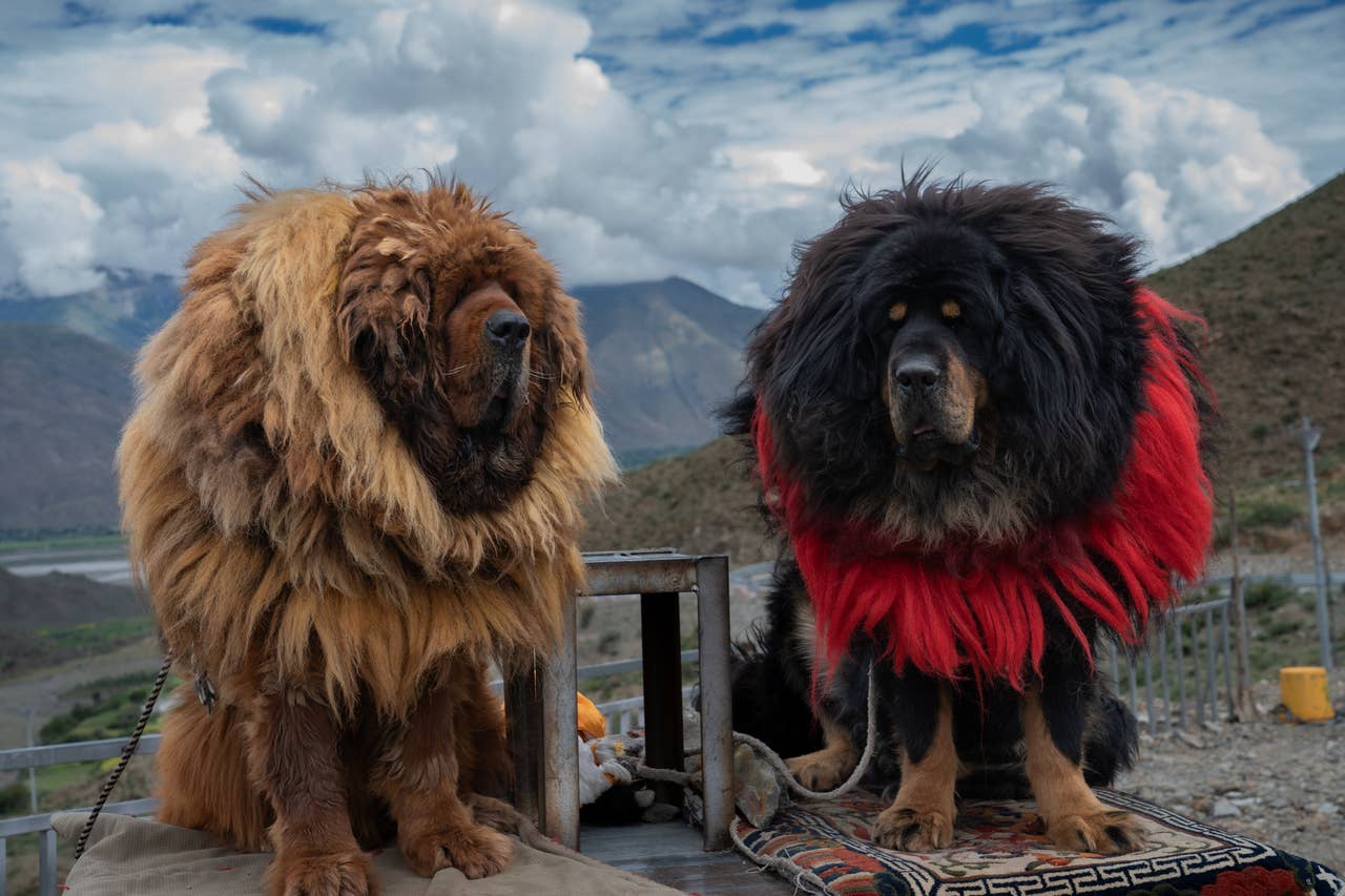 6 Dog Breeds That Look Like Lions According To Experts Parade Pets 6-dog-breeds-that-look-like-lions-according-to-experts-parade-pets