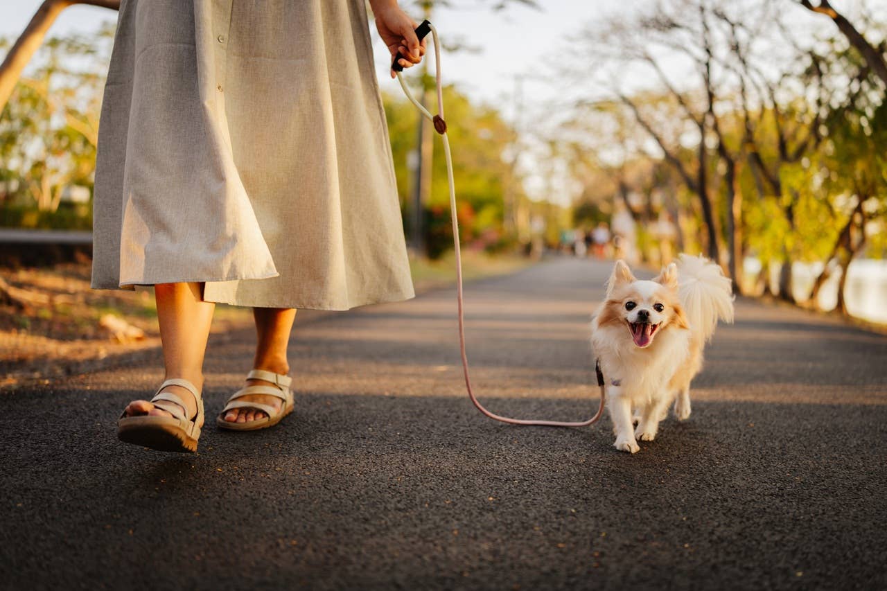Image showcasing 7 Surprising Ways Your Dog Shows Love on Walks, Say Vets - Parade Pets