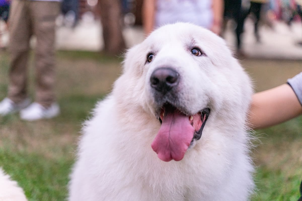 Runt Foster Kitten's Curious First Meeting With Great Pyrenees Sibling ...