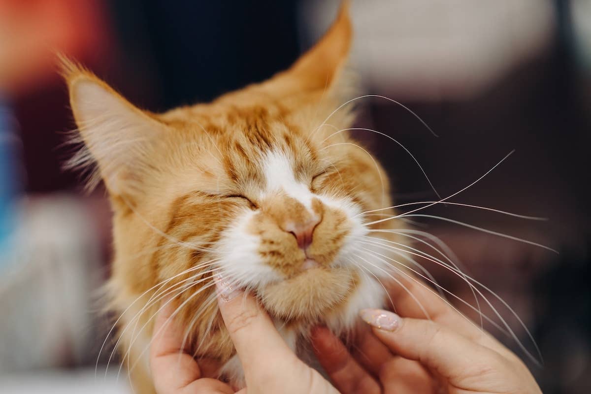 ‘Biggest Maine Coon Ever’ at the Vet Is Just So Huge - Parade Pets