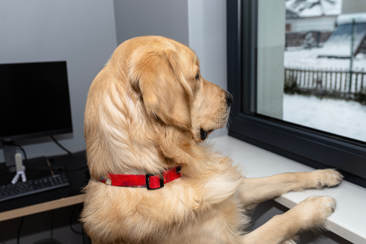 Golden Retriever’s Wild Love for Snow Is Melting Hearts Everywhere