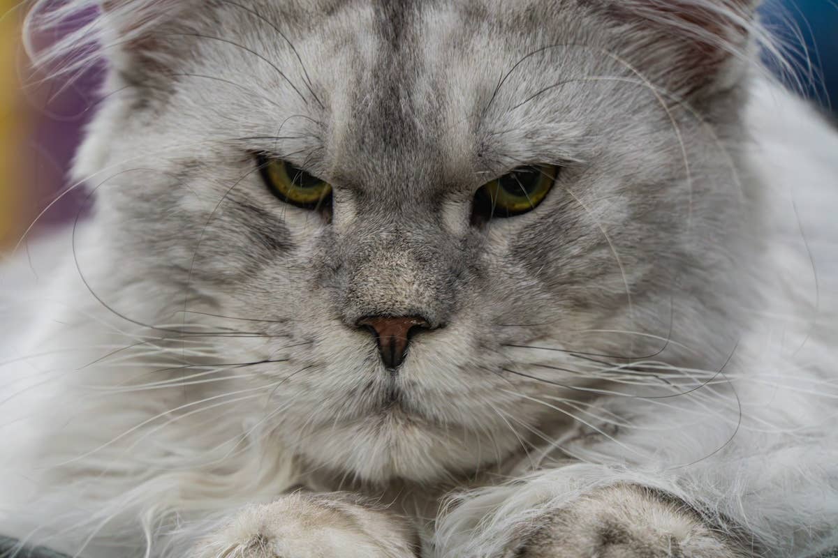 Giant Maine Coon Snatches The Elf on the Shelf and Turns It Into a ...