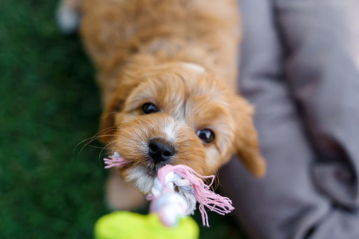 Cockapoo Puppy Discovers Mirror for the First Time and the Cutest Chaos ...