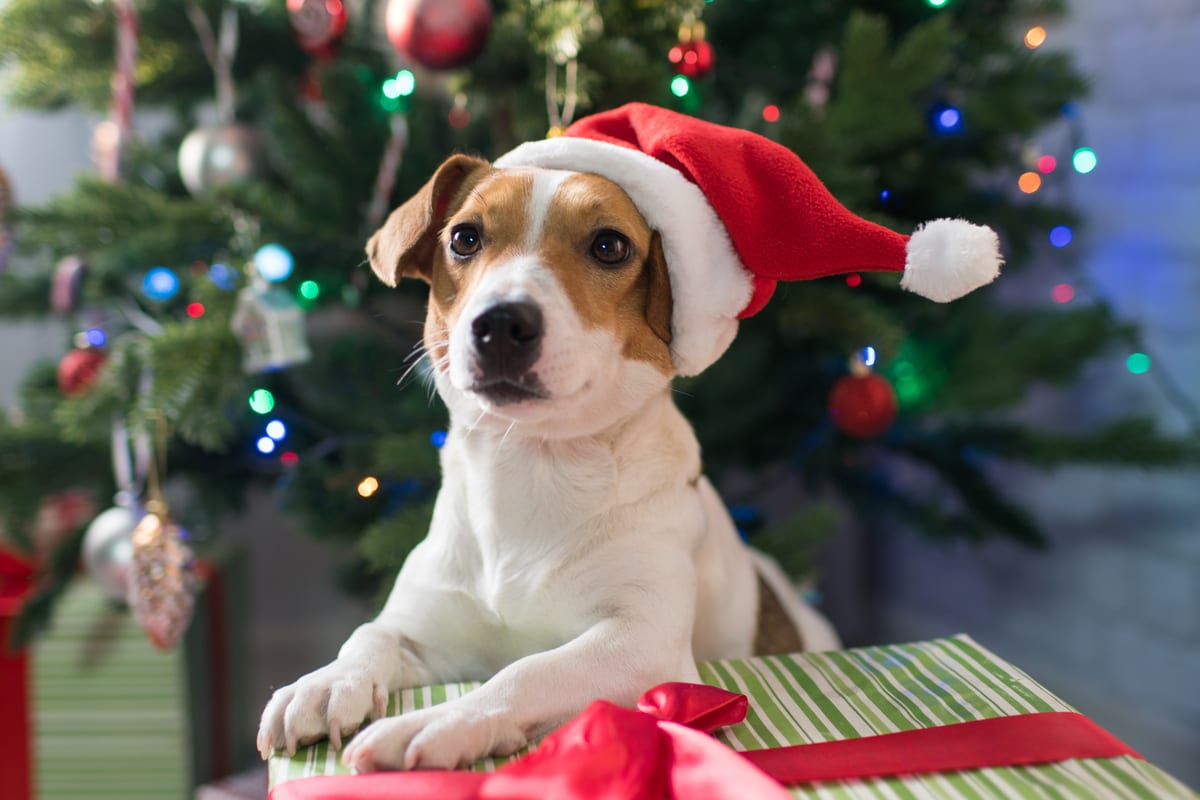 Jack Russell Terrier #39 s Unbridled Enthusiasm Over the Christmas Tree Is