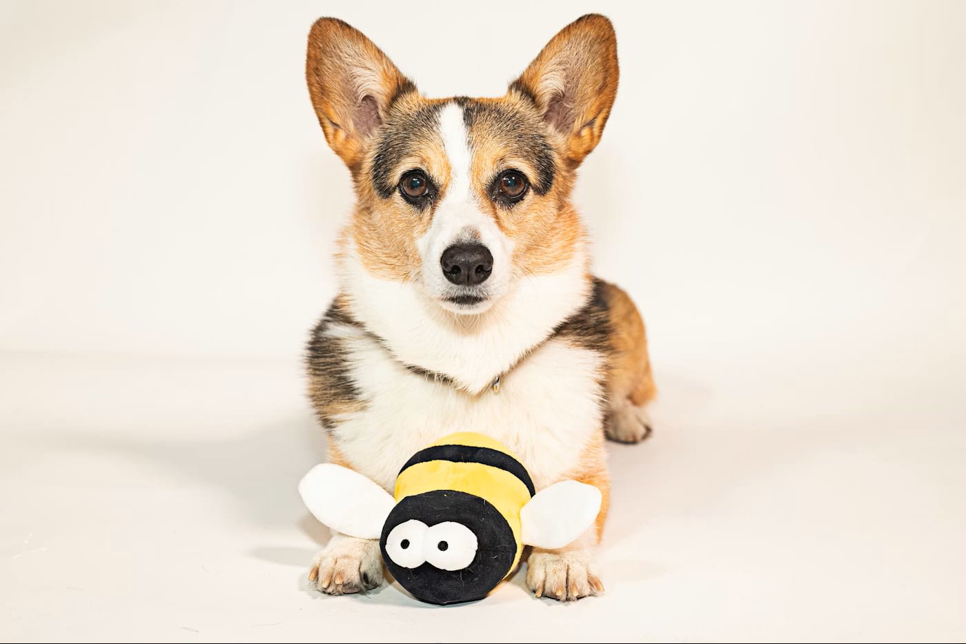 How to Enter for a Chance to Win a Free Dog Toy From Purina - Parade Pets