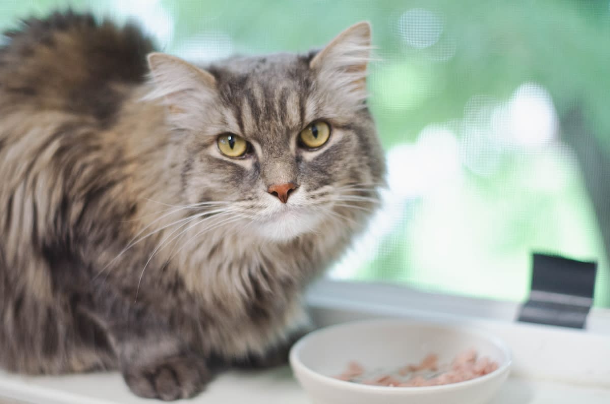 Cat Argues With Mom Over Breakfast Time Like a Lawyer - Parade Pets, image size:1200x795