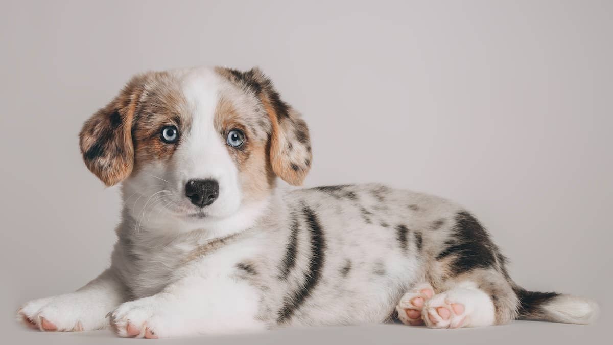 Rare Blue-Eyed Merle Corgi Puppy Shows off His New Tricks Like a Pro ...