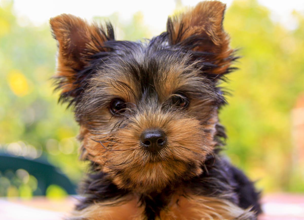 Meet Teacup Yorkie Kea — the sweetest little girl bringing smiles this  Thursday! This adorable baby Yorkie loves cuddles, playtime, and spreading  joy here at Poshable Puppies Chicago 💕 #YorkieLove ..., image size:1200x869