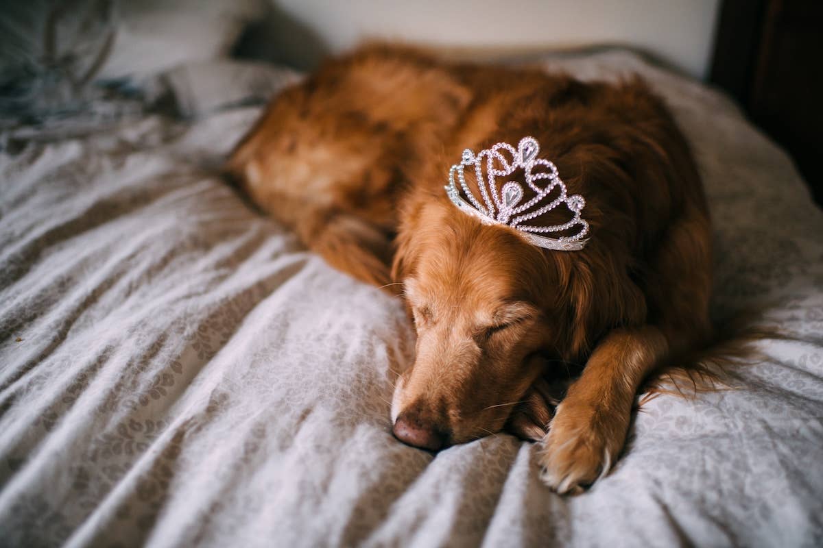 Golden Retriever Kisses A Frog Like The Princess She Is Parade Pets golden-retriever-kisses-a-frog-like-the-princess-she-is-parade-pets