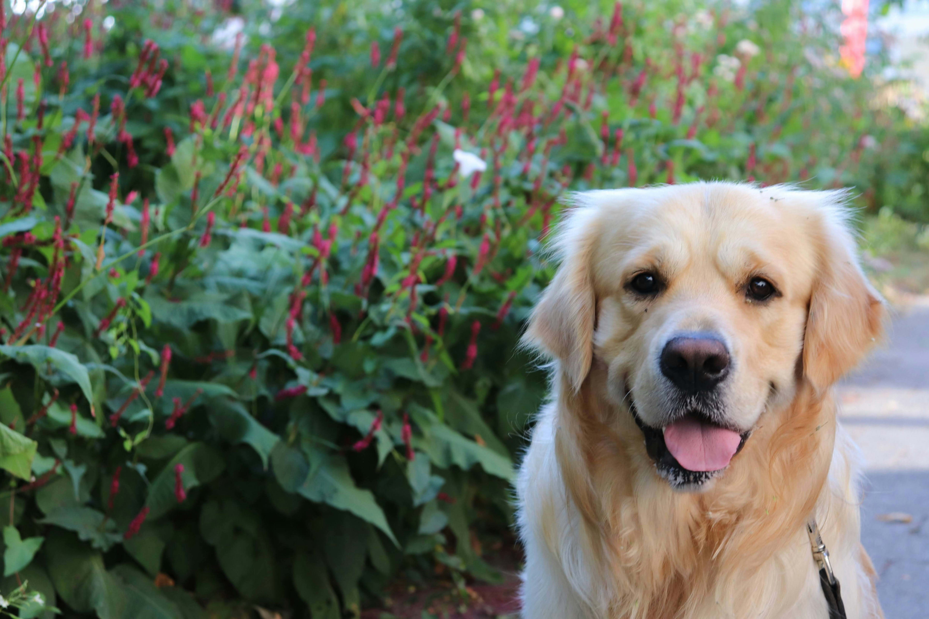 Clever Golden Retriever Hilariously Trades a Secret Rock for Treats ...