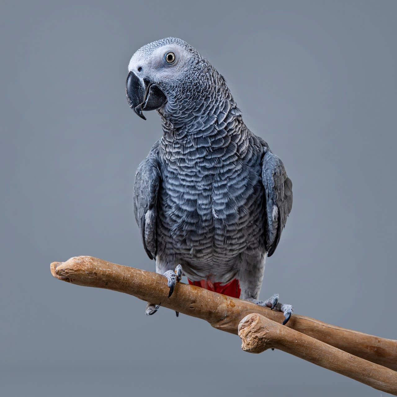 View of 6 Best Birds to Have as Pets, According to Vets - Parade Pets