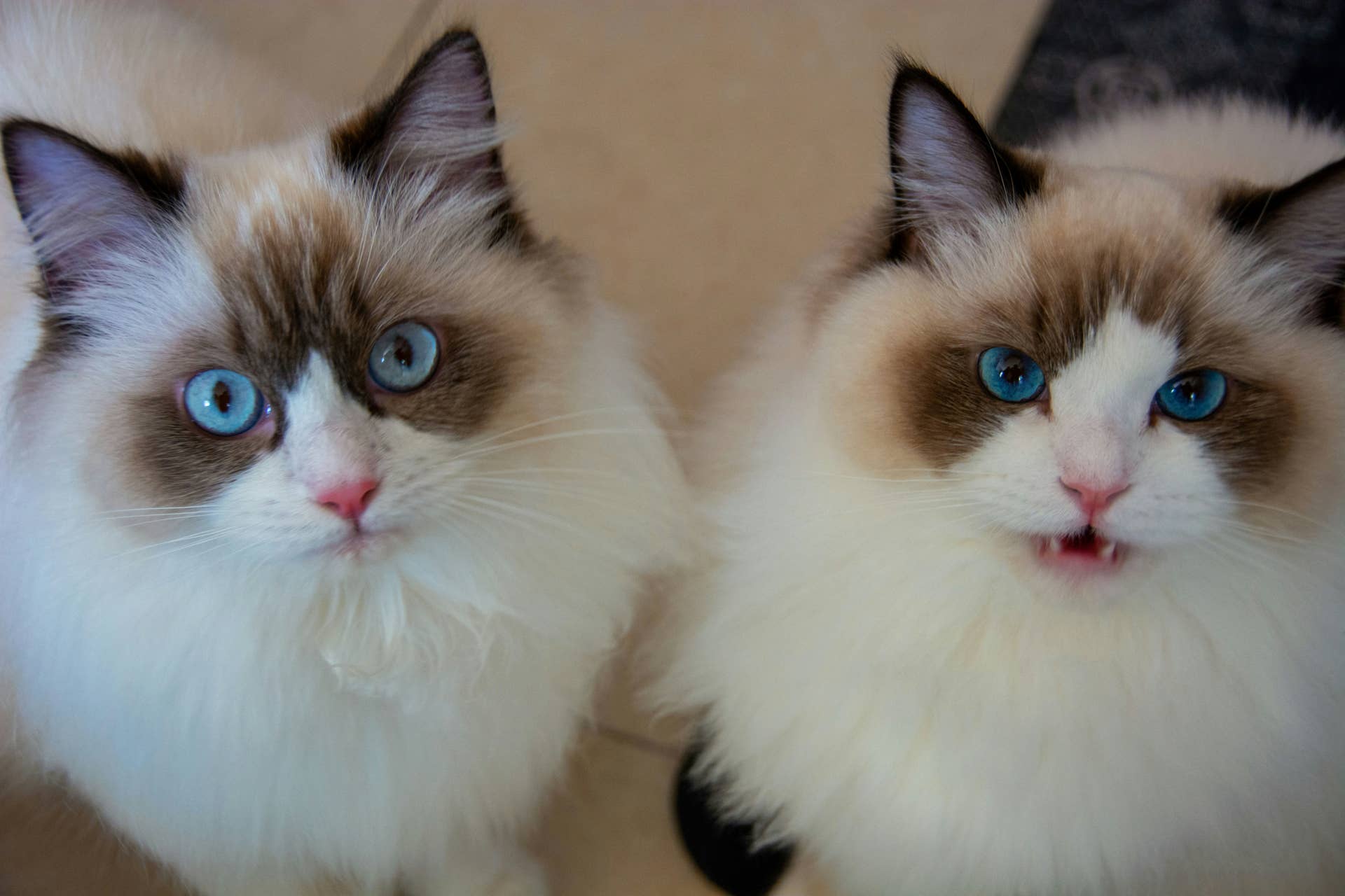 Q Ragdoll Feisty Ragdoll Cats Fight Just Like Human Siblings and It's Too Funny ...