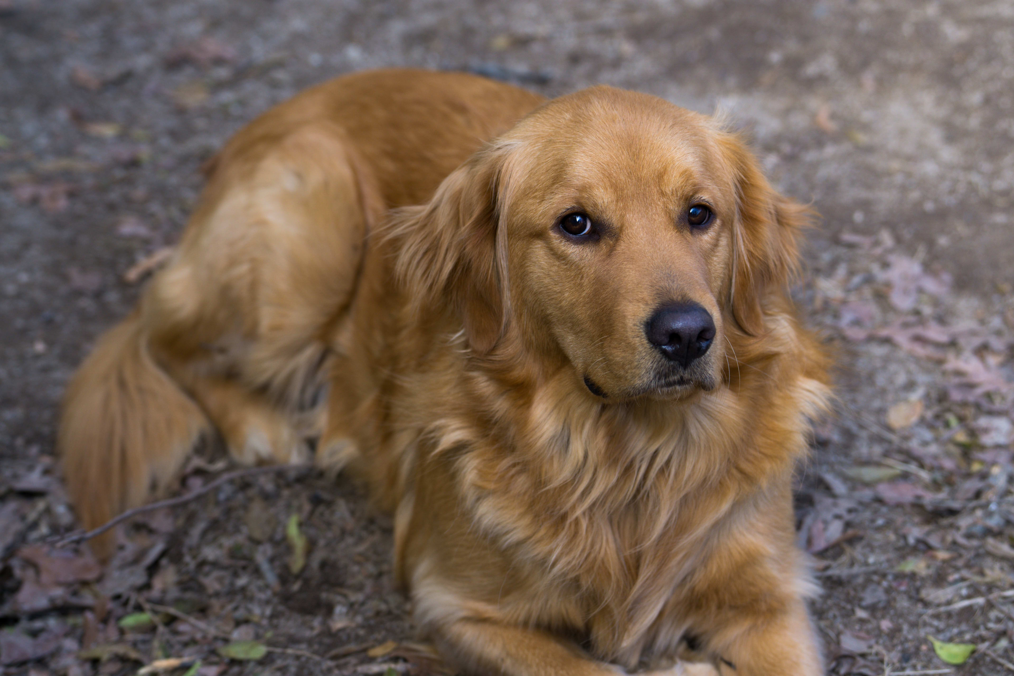 Golden Retriever Is Completely Frozen With Disdain After Mom Makes Him ...